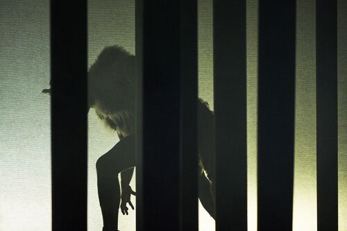 Mateusz-Szczerek as a wolf in silhouette