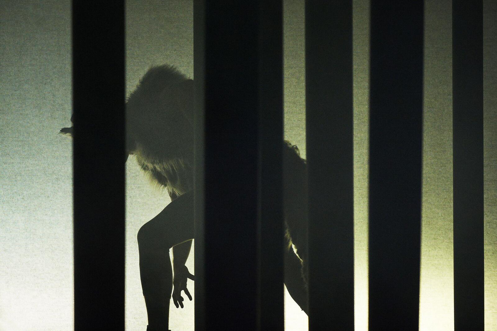 Mateusz-Szczerek as a wolf in silhouette